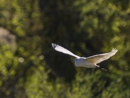 Petite Camargue - Nicolas Stettler