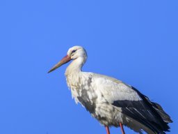 Petite Camargue - Nicolas Stettler