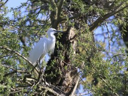 Petite Camargue - Hansueli Weber